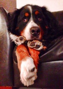 Diesel the Bernese Mountain Dog