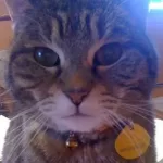 Maddy the cat