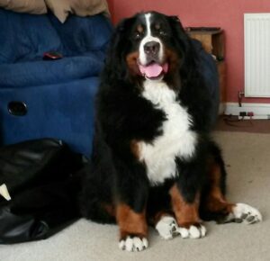 Lucy Lulu Belle