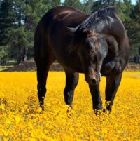 A horse standing in a field of yellow flowers
