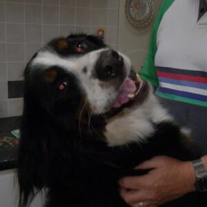 Dylan the Bernese Mountain Dog