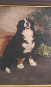Ty, my Bernese Mountain Dog who has passed over