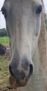 Jeff.  Grey horse
