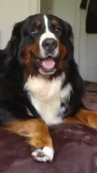 Teddy lying down looking at the camera