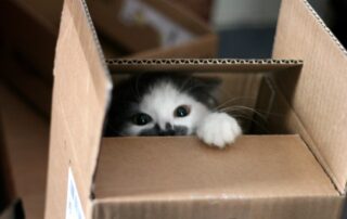 Cat packed to move