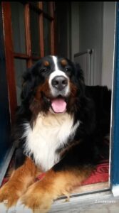 Teddy in the doorway
