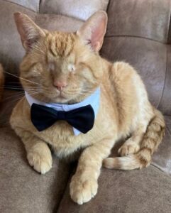 Cat with no Eyes – Readings & Tarot Doc