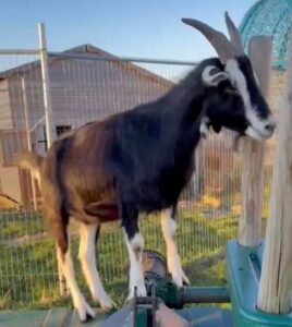 Goat – Readings & Tarot Goat