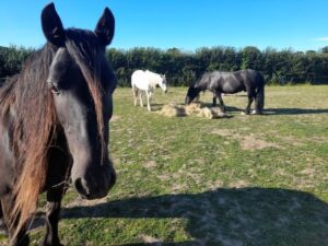 Horses – Readings & Tarot