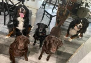 Pack of dogs – Readings & Tarot