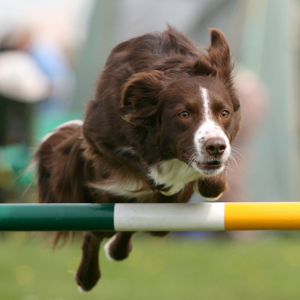 Readings & Tarot – Animal Athletes – Una Una jumping