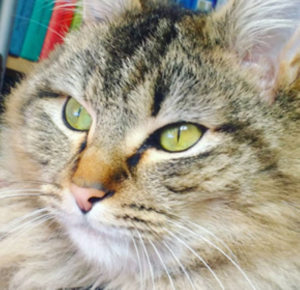 Twiglet the cat
