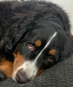 Dana Zurbuchen – Henry – 24-03-20 Henry the Bernese Mountain Dog